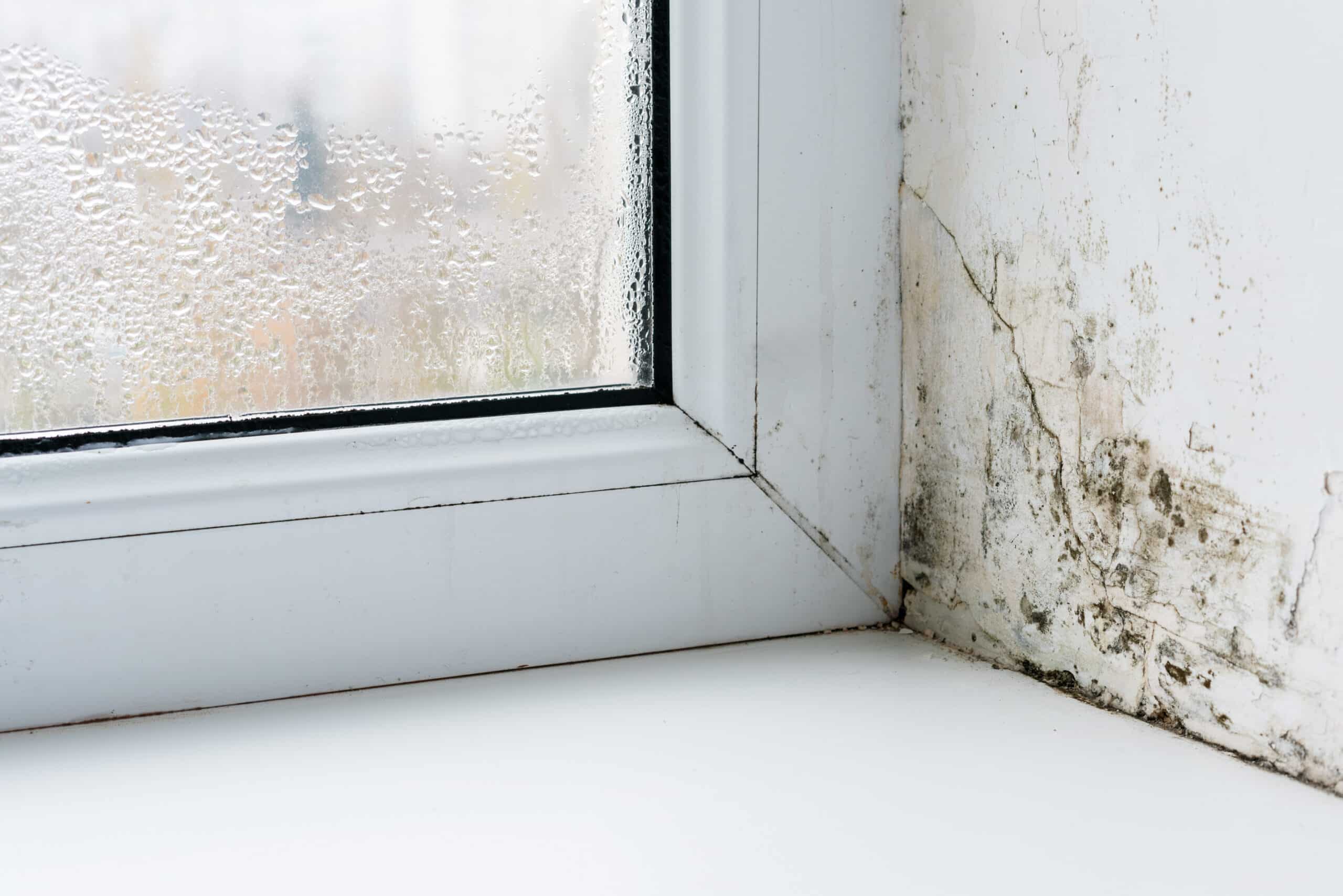 Invisible Mold can Destroy Architecture Silently: How to Treat